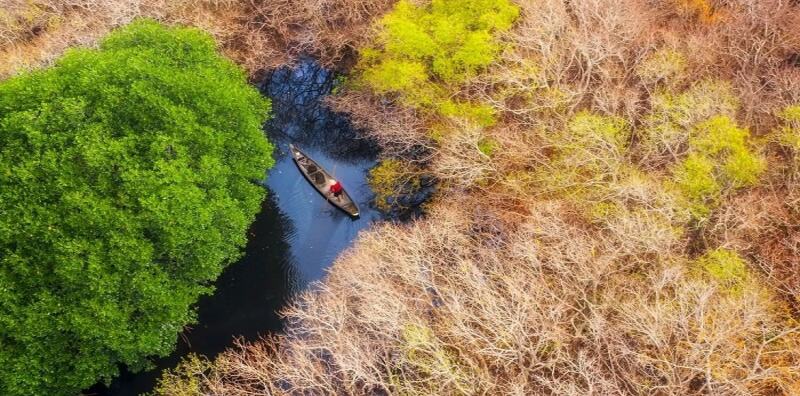 Giới thiệu về rừng ngập mặn nguyên sinh Rú Chá